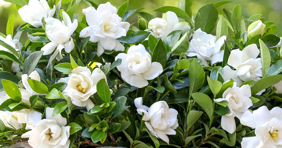 Gardenia