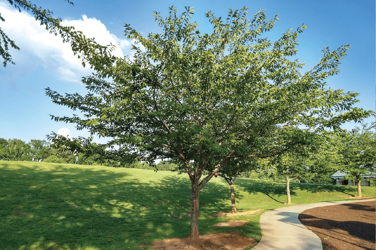 Open lawn and facilities at Fowler Park in Cumming